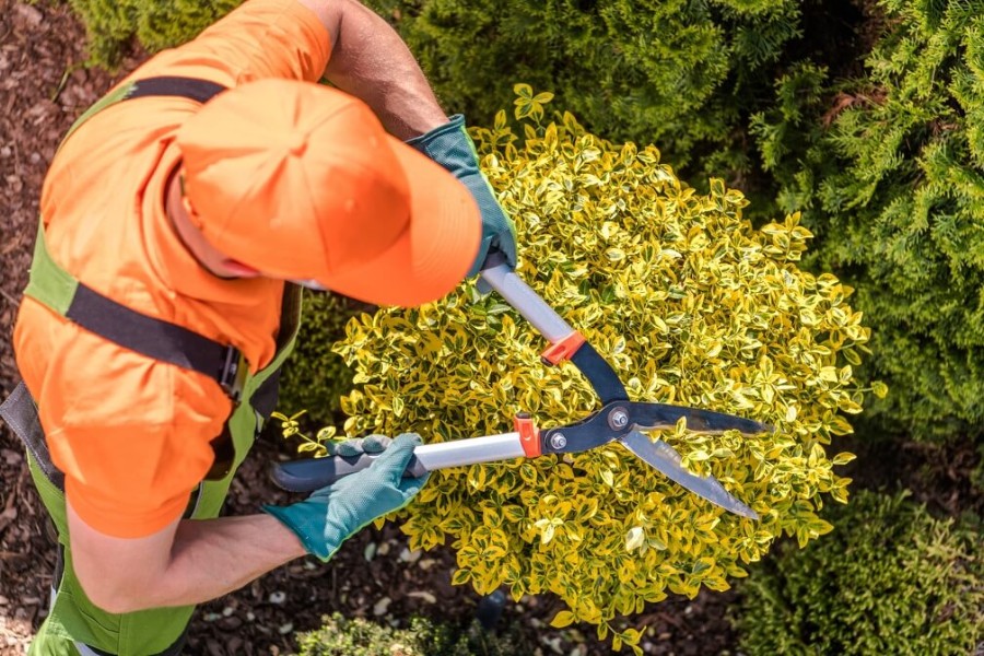 Tree Trimming
